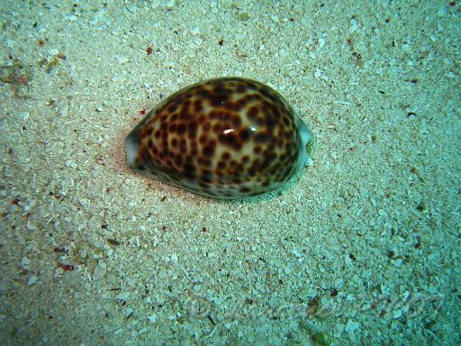 Porcelaine tigre - Cypraea tigris.JPG